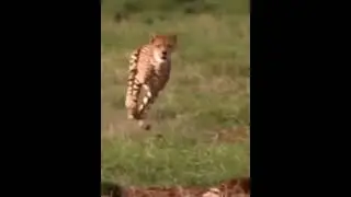 cheetah trying hunt a rabbit ll cheetah hunt a rabbit #viral#video #youtubevideo