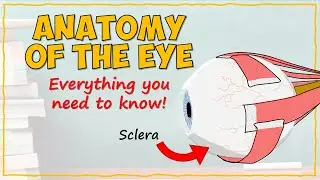 Anatomy of the Eye by Dr Anna Blake