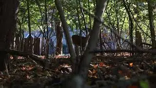 encountered a deer while doing macro photography