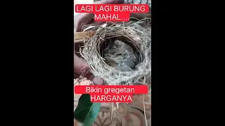 TERNAK BURUNG TERUCUK DI ALAM LIAR