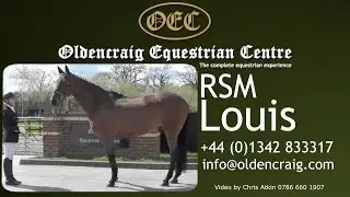 Horse For Sale: RSM Louis