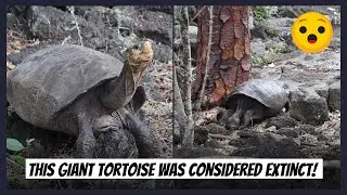 This Giant Tortoise Was Considered Extinct! | VIX