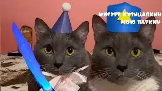 заставки котинет новый выпуск animaccord логотип мультфильм