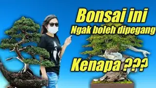 EXPLORE BONSAI YANG ADA DI HONGKONG || NAN LIAN GARDEN