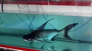 Paroon Shark (Hi-Fin)