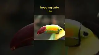 Toucan Encounter