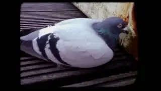 I tried to make a Super 8 looking video.