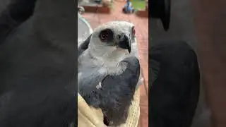 Mississippi kite￼