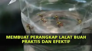 Cara Membuat Perangkap Lalat Buah Sangat Efektif Menggunakan Petrogenol