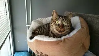 Spagna − Easy Lady (Extended Version) - Luleå 2020