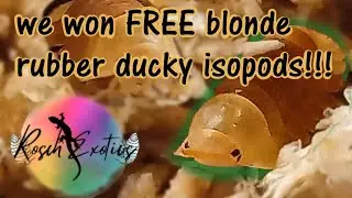We Got Blonde Rubber Ducky Isopods! // Unboxing and enclosure set up