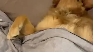 Dog sleeping in bed like a human | CONTENTbible