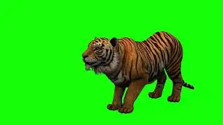 Free Green Screen Video Download Tiger [4K]
