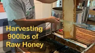 Harvesting 900lbs of Pure, Raw Honey … In My Dining Room!