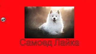 Самоед проснулся после зимней спячки. Собака ест снег.