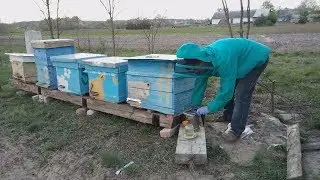 моя пасека - начало!