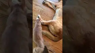 #cat
