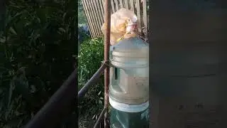 хотел качнуть мед Поймал рой пчел..