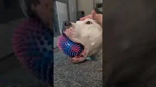 Амстафф Бой укусил за палец 