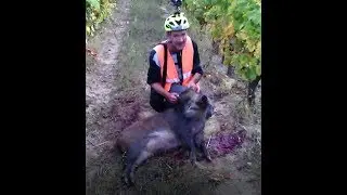 Chasse aux Sangliers