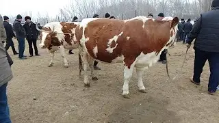 Yozyovon mol bozori bogoz zotdor sigirlar narxlari