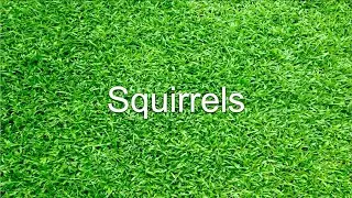 Squirrels (Parody of 