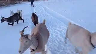 Сказочный зимний лес Радуга зимой