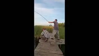Огромный толстолобик !!