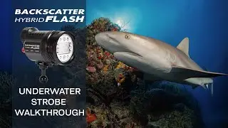 Backscatter Hybrid Flash - Underwater Strobe Review