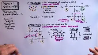 Protein Structure