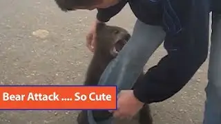Baby Brown Bear Plays with Man