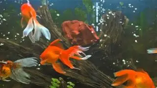BubleBuble