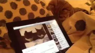 Котэ