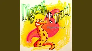 Digestive Tract