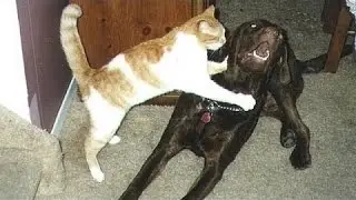 Hunde Og Katte Mødes For Første Gang - Søde Og Sjove Hund
