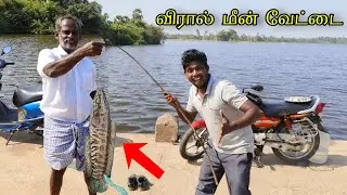 விரால் மீன் வேட்டை ஜிலேபி மீன் சில்லி|Tilepia Fish Chilly |3பத்து ரூபாய்