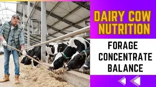 Dairy cow feed formulation Forage to Concentrate ratio