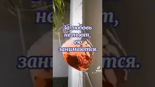 Принципы Близнеца