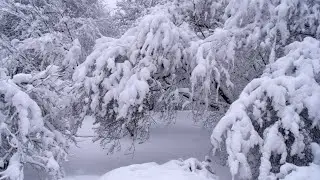 бориши барф БАСМАНДА