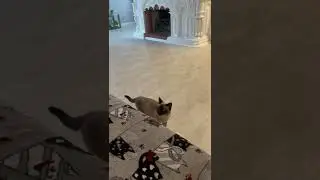 Если вам скучно, заведите тайца😁