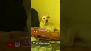 IS BHOLI SURAT KE PEECHE ….. HAI IKK SHAITAAN 👹 😂                       😍Tag Dog Lover 😍