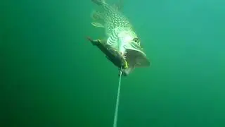 Pike attacks Line Thru Perch arriving at full speed from the deep