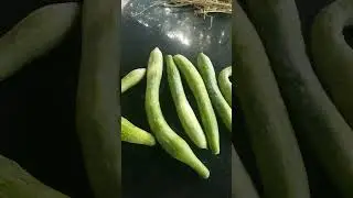 Огурцы КИТАЙСКИЕ ЗМЕИ.