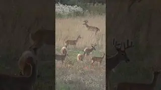 They are getting big here in PA! #deer #huntingseason #subscribe #deerhunt #hunt #wildlife #hunting