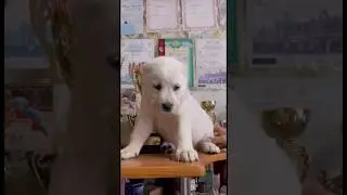 Кобель белый - свободен для бронирования #питомникшилеле 89101222511