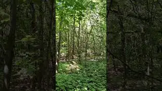 #Лес 🌲 и #лето 🌞 - очень и очень зеленые #деревья и 🍀 растения, яркий солнечный свет сквозь листву