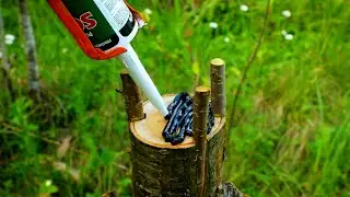 Incredible tree grafting hacks! #grafting #gardenplants #gardenhacks #diy