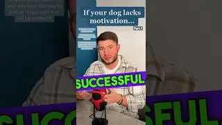 How to get your dog’s attention by increasing motivation!!! #dogtrainingtips #dogtraining #dogleash