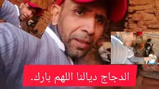 تربية الدجاج في المنزل