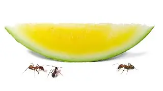 Ants vs Yellow Watermelon Time-Lapse